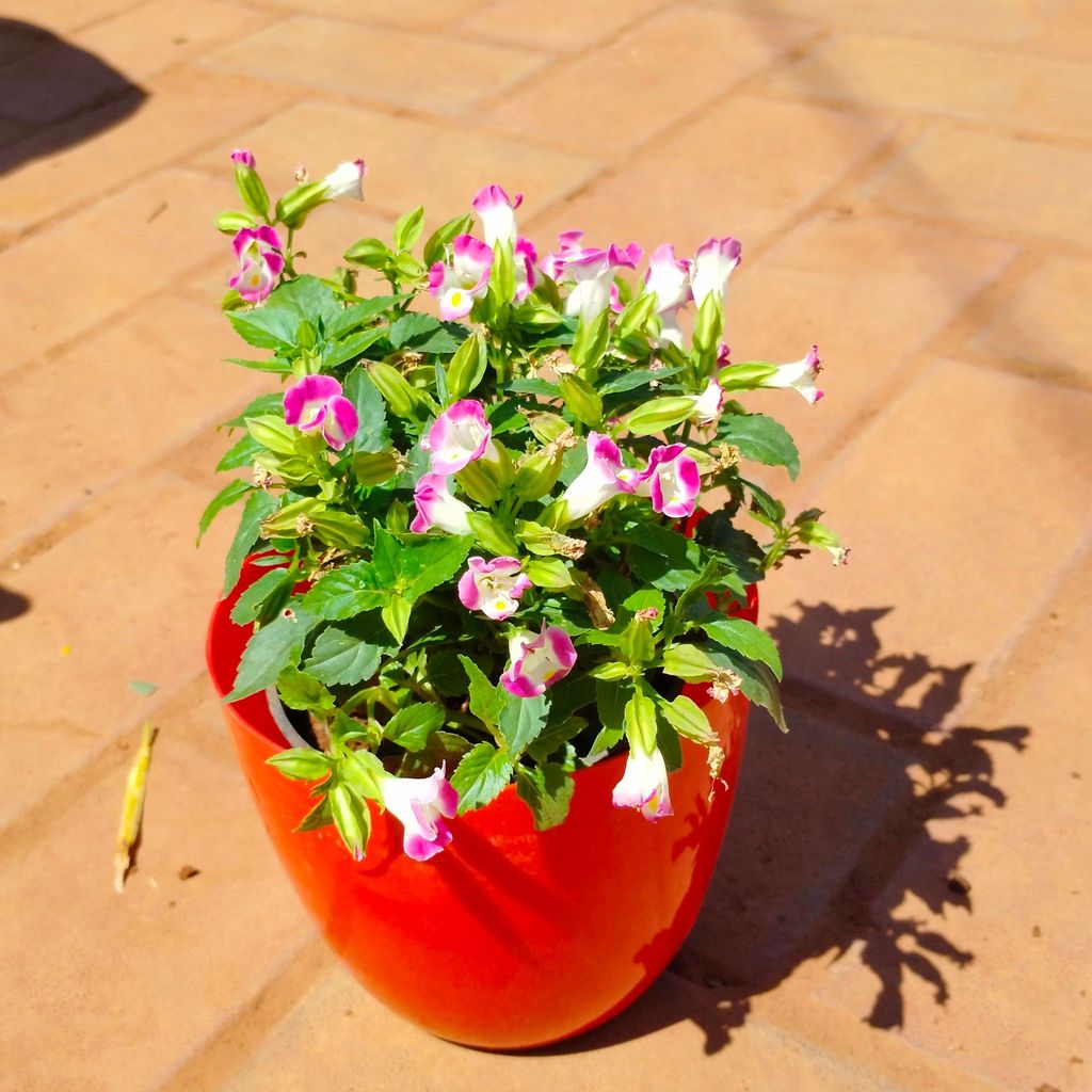 Torenia / Wishbone (any colour) in 6 Inch Red Premium Orchid Round Plastic Pot