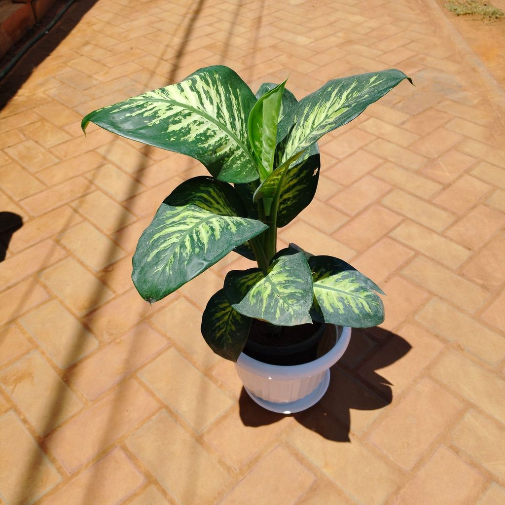 Dieffenbachia Seguine in 10 Inch White Olive Plastic Pot with Tray