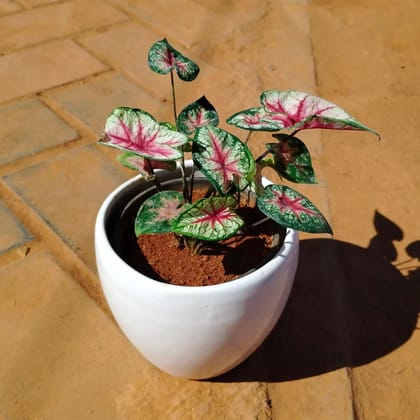 Buy Caladium / Heart of Jesus Red in 6 Inch Classy White Apple Ceramic Pot Online | Urvann.com