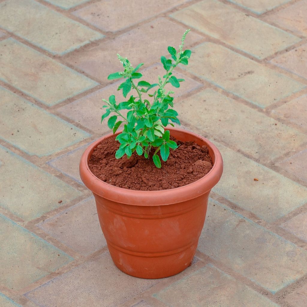 Rama Tulsi in 7 Inch Classy Red Plastic Pot