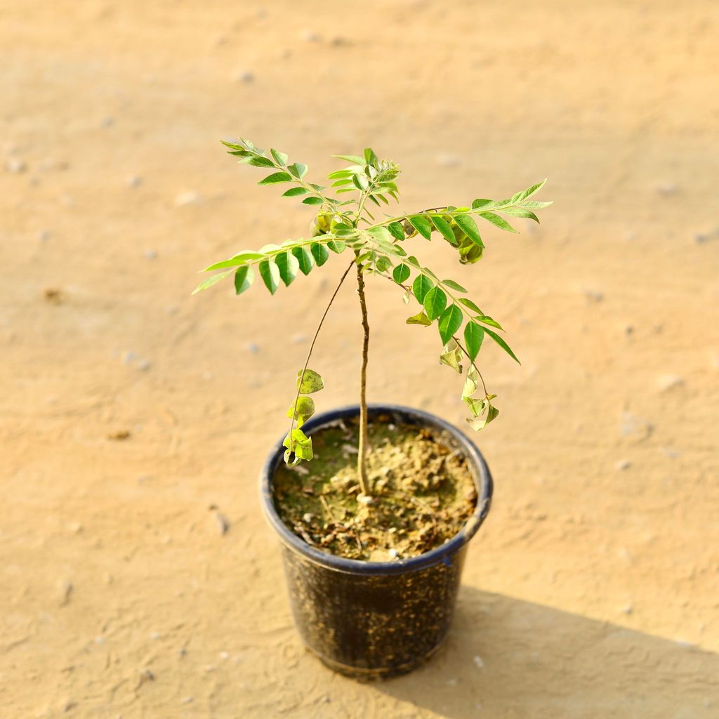 Curry Patta in 6 inch Nursery Pot