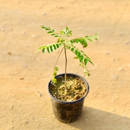 Buy Curry Patta in 6 inch Nursery Pot Online | Urvann.com