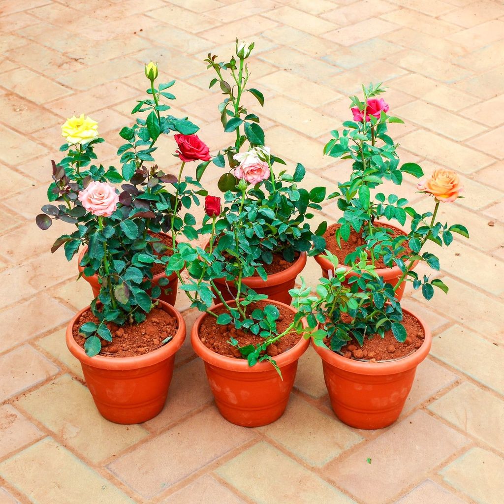 The Roseful Combo - Set of 6 - Rose / Gulab (any colour) in 7 Inch Classy Red Plastic Pot