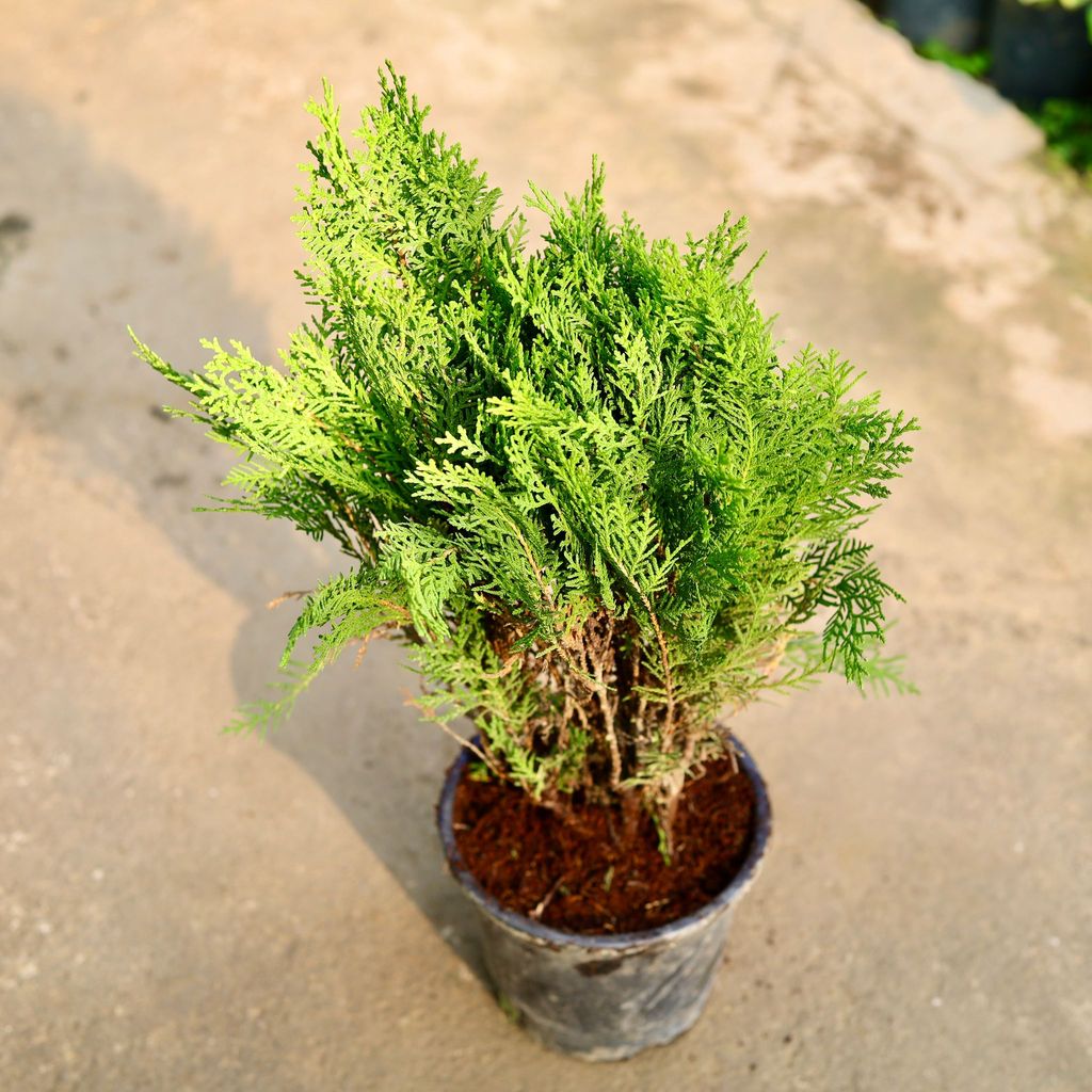 Morpankhi in 6 Inch Nursery Pot