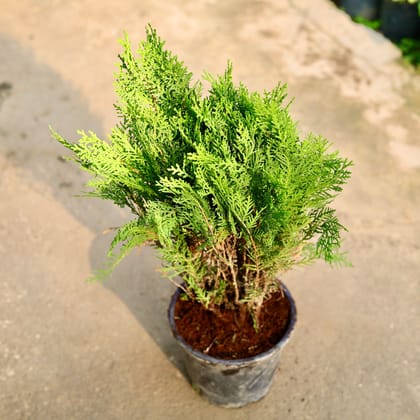 Buy Morpankhi in 6 Inch Nursery Pot Online | Urvann.com