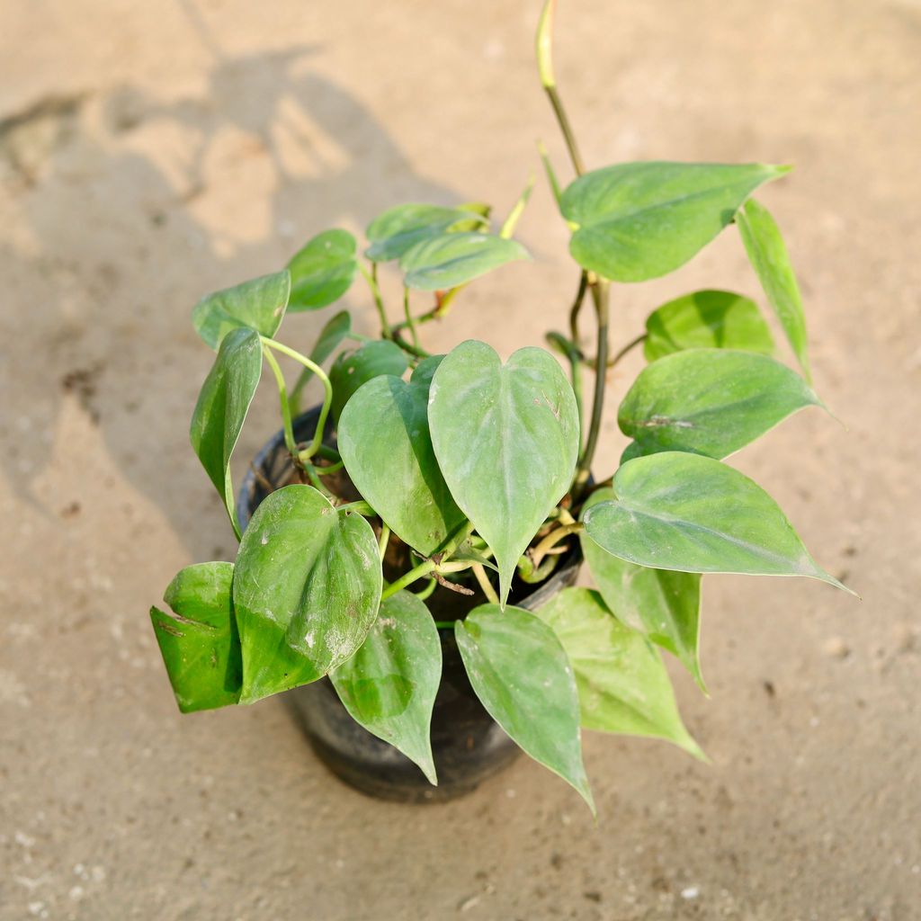 Oxycardium Green in 4 Inch Nursery Pot