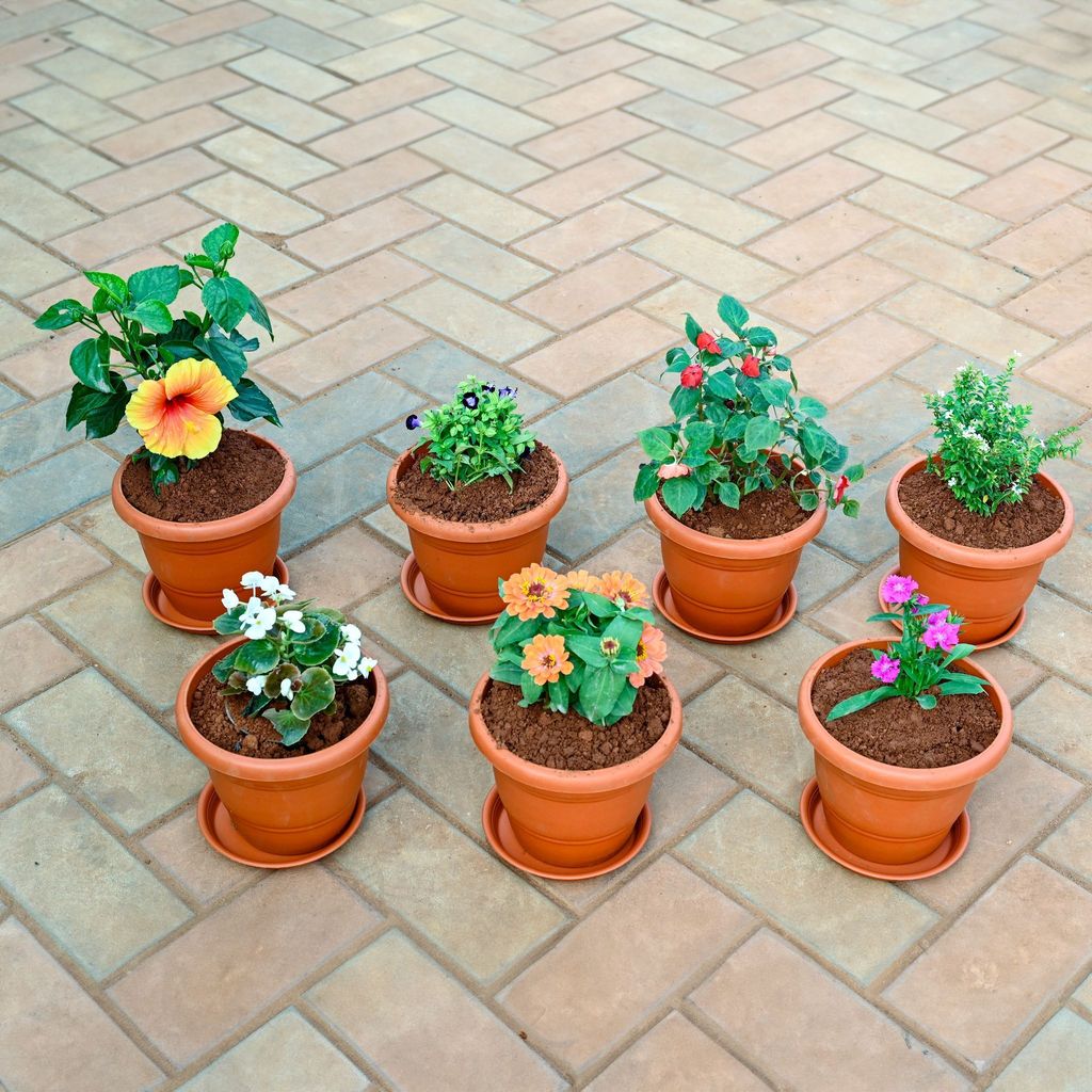 Set of 7 - Dianthus , Zinnia, Begonia,Torenia / Wishbone, Cuphea / False Heather, Salvia & Hibiscus / Gudhal (any colour) in 7 Inch Classy Red Plastic Pot with Tray