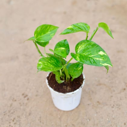 Buy Money Plant Green in 4 Inch White Nursery Pot Online | Urvann.com