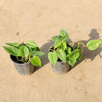 Buy Set of 2 - Oxycardium Green in 5 Inch Nursery Pot Online | Urvann.com