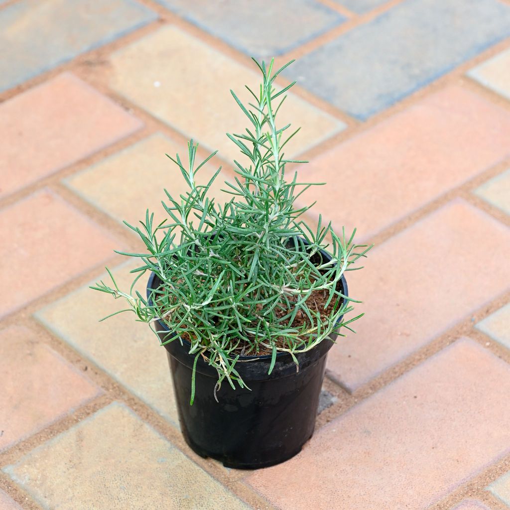 Rosemary in 4 Inch Nursery Pot