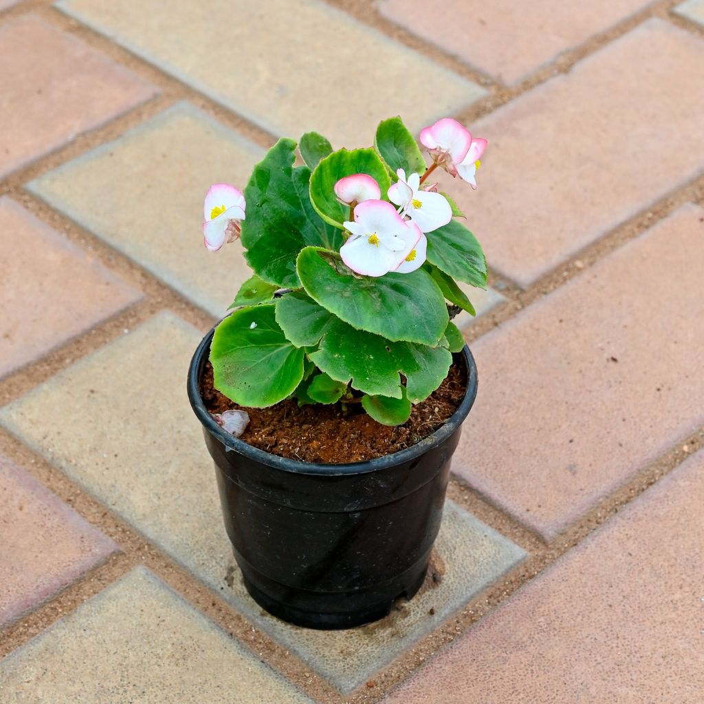 Begonia Light - Pink in 4 Inch Nursery Pot