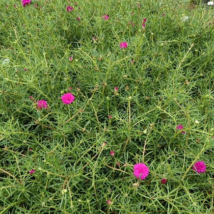 Portulaca / Moss rose desi (any colour) in 4 Inch Nursery Bag