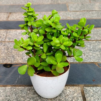 Buy Jade in 4 Inch White Premium Orchid Round Plastic Pot Online | Urvann.com