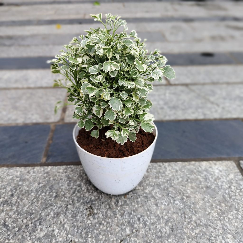 Aralia Variegated in 4 Inch White Premium Orchid Round Plastic Pot