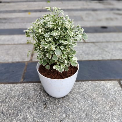 Buy Aralia Variegated in 4 Inch White Premium Orchid Round Plastic Pot Online | Urvann.com