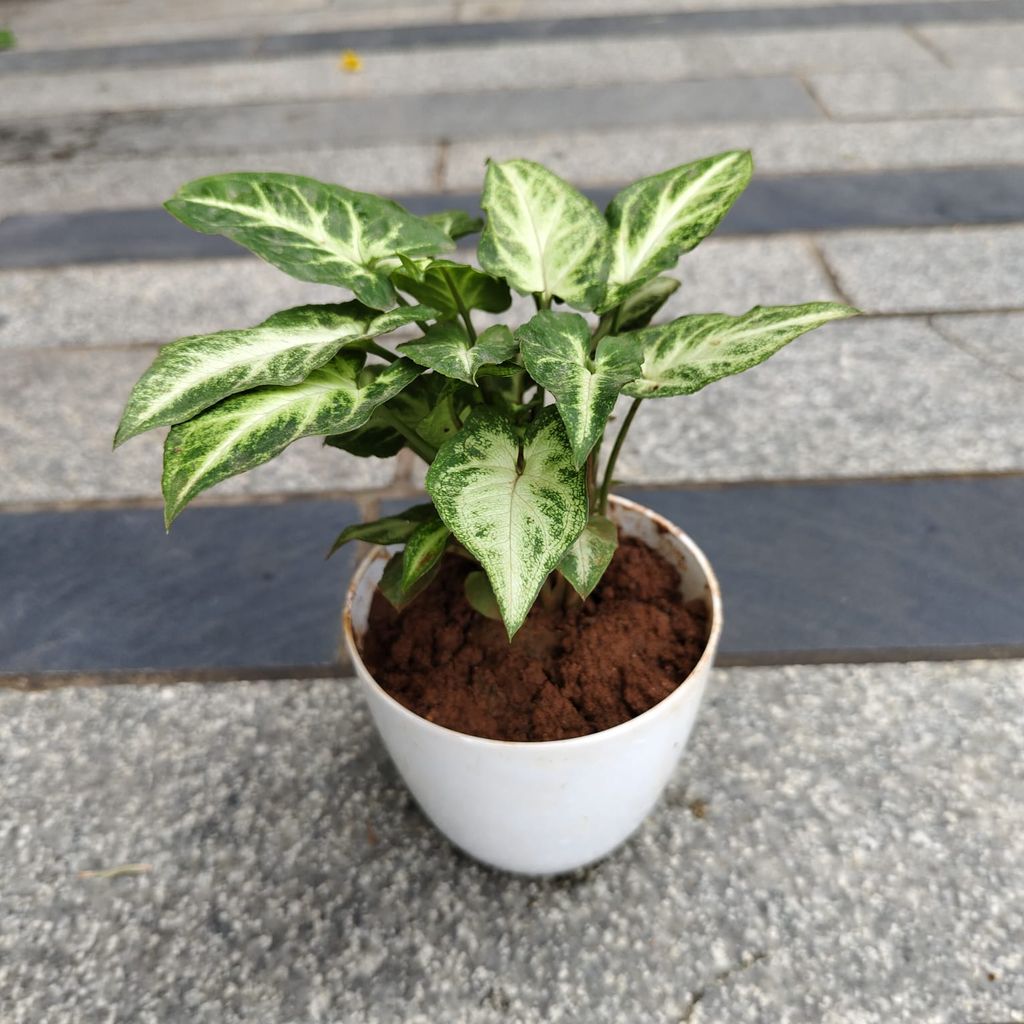 Syngonium Green White in 4 Inch White Premium Orchid Round Plastic Pot