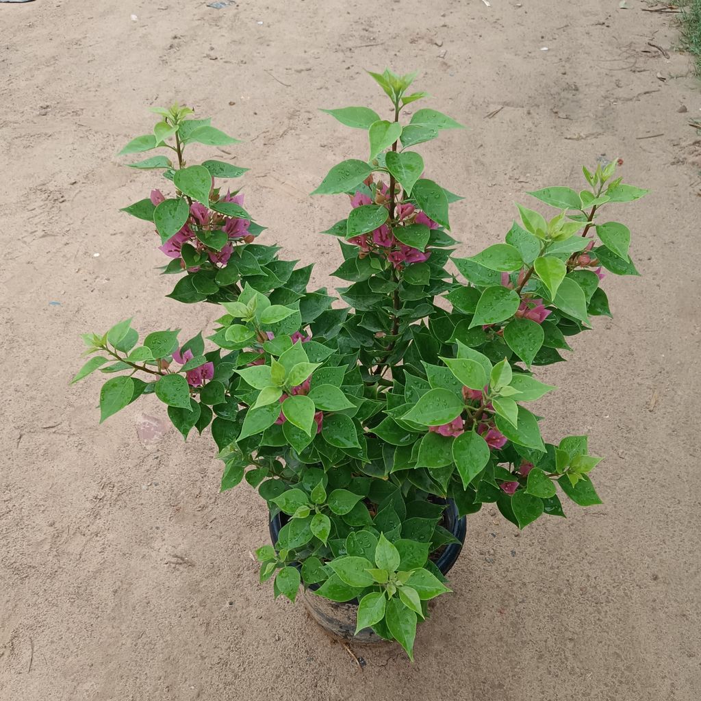 Bougainvillea Torch Glow Red (~ 1-2 ft) in 8 Inch Nursery Pot