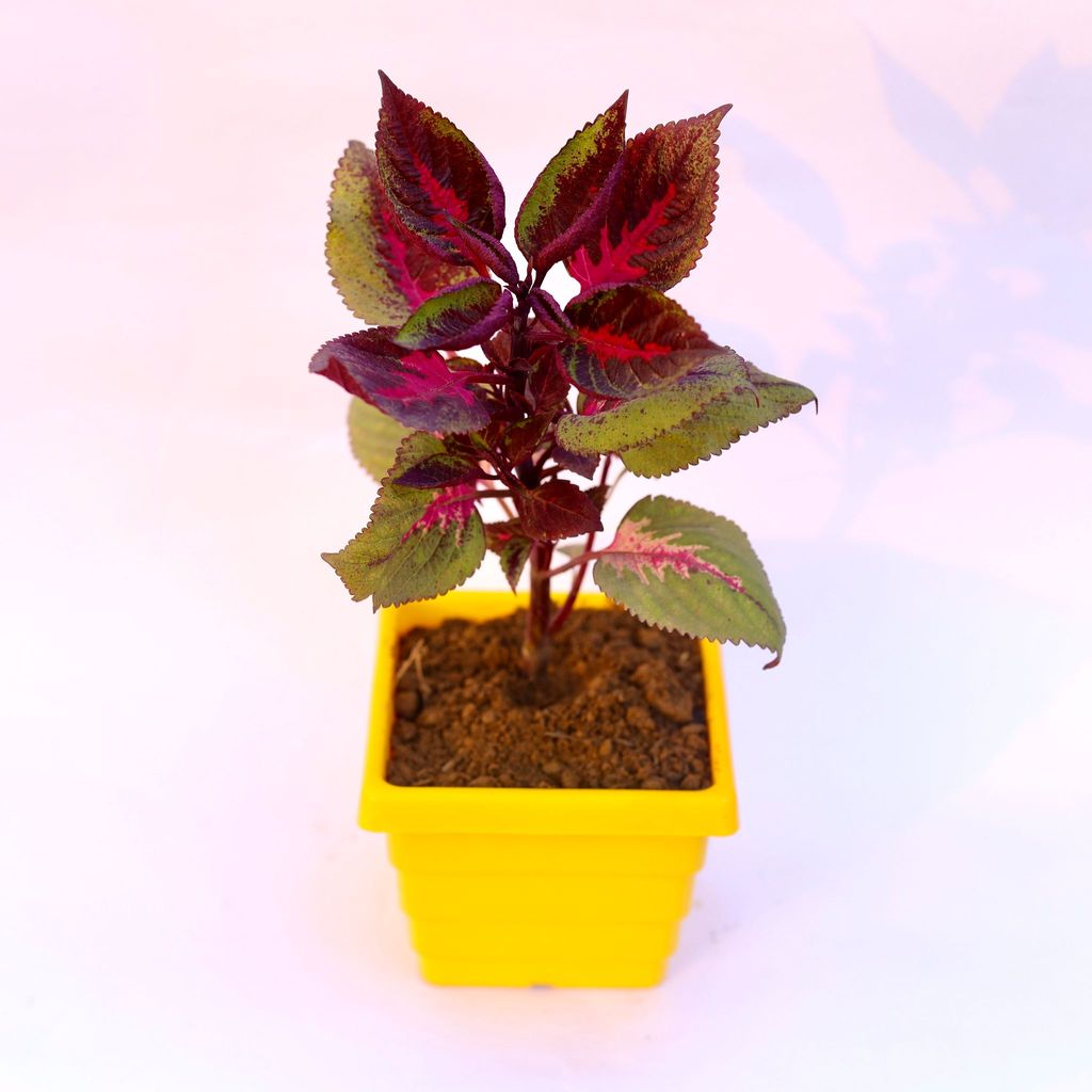 Coleus Red (any design) in 4 Inch Yellow Premium Orchid Square Plastic Pot (any colour)