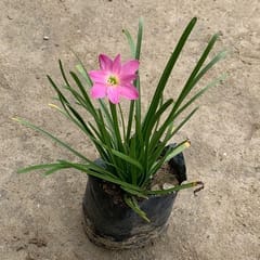 Pink Rain Lily in 4 Inch Nursery Bag