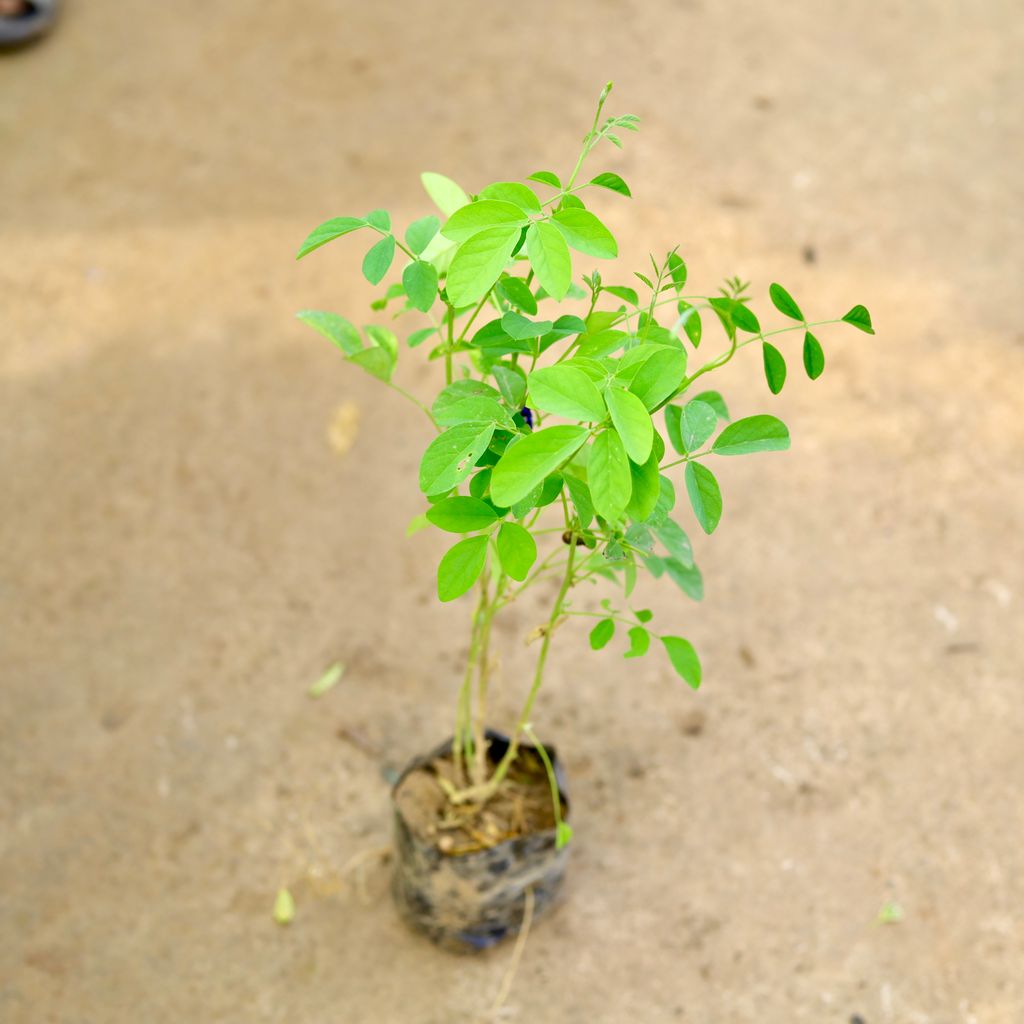 Aparajita Blue in 4 Inch Nursery Bag