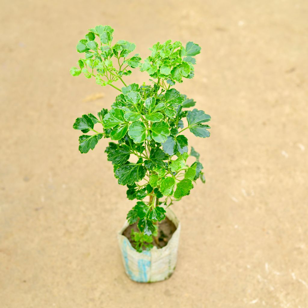 Aralia Ming in 4 Inch Nursery Bag