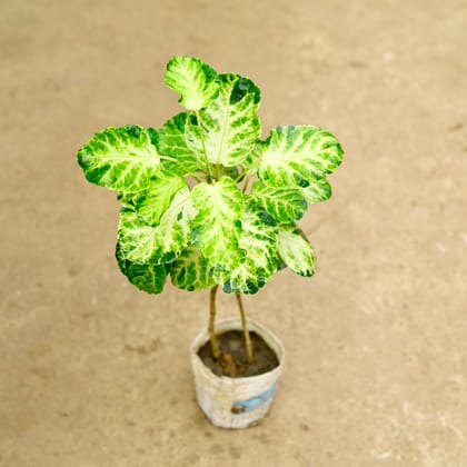 Buy Aralia Apple leaf in 4 Inch Nursery Bag Online | Urvann.com