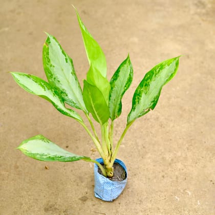 Buy Aglaonema Broad Leaf in 4 Inch Nursery Bag Online | Urvann.com