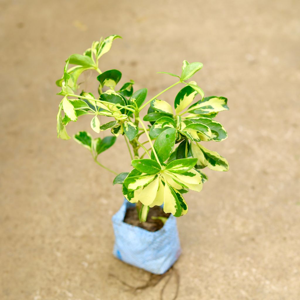 Schefflera High Colour in 4 Inch Nursery Bag