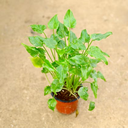 Buy Xanadu Green in 4 Inch Nursery Bag Online | Urvann.com