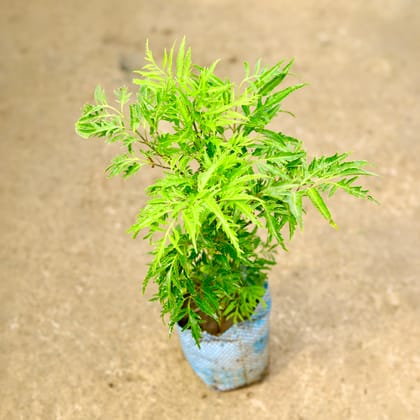 Buy Aralia Neem in 4 Inch Nursery Bag Online | Urvann.com