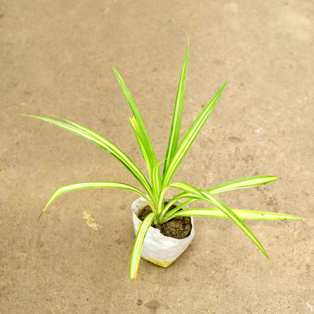 Pandanus  in 4 Inch Nursery Bag