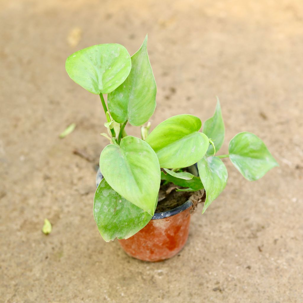 Oxycardium Green in 4 Inch Nursery Pot