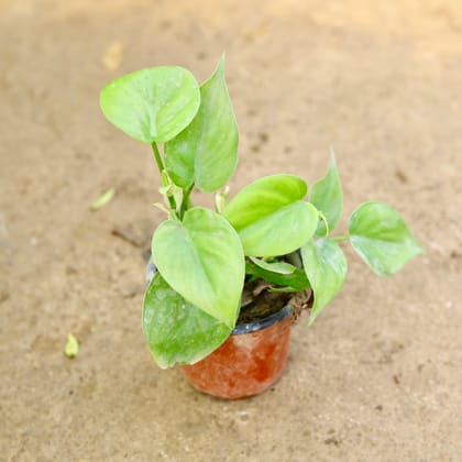 Buy Oxycardium Green in 4 Inch Nursery Pot Online | Urvann.com