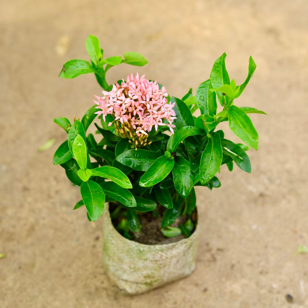 Ixora Dwarf Pink in 4 Inch Nursery Bag