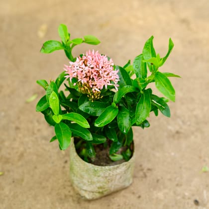 Buy Ixora Dwarf Pink in 4 Inch Nursery Bag Online | Urvann.com