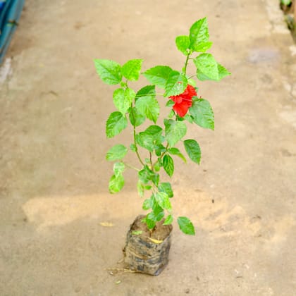 Buy Hibiscus Red in 8 Inch Nursery Bag Online | Urvann.com