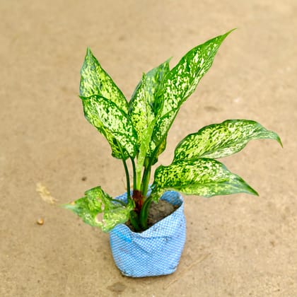 Buy Aglaonema Snow White in 4 Inch Nursery Bag Online | Urvann.com