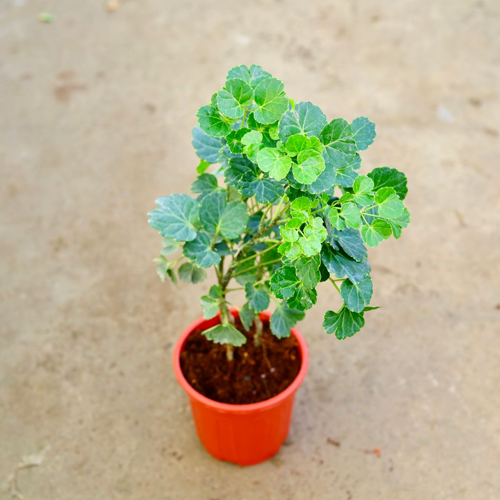 Aralia Apple leaf in 6 Inch Red Super Nursery Pot