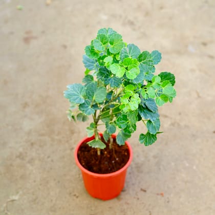 Buy Aralia Apple leaf in 6 Inch Red Super Nursery Pot Online | Urvann.com