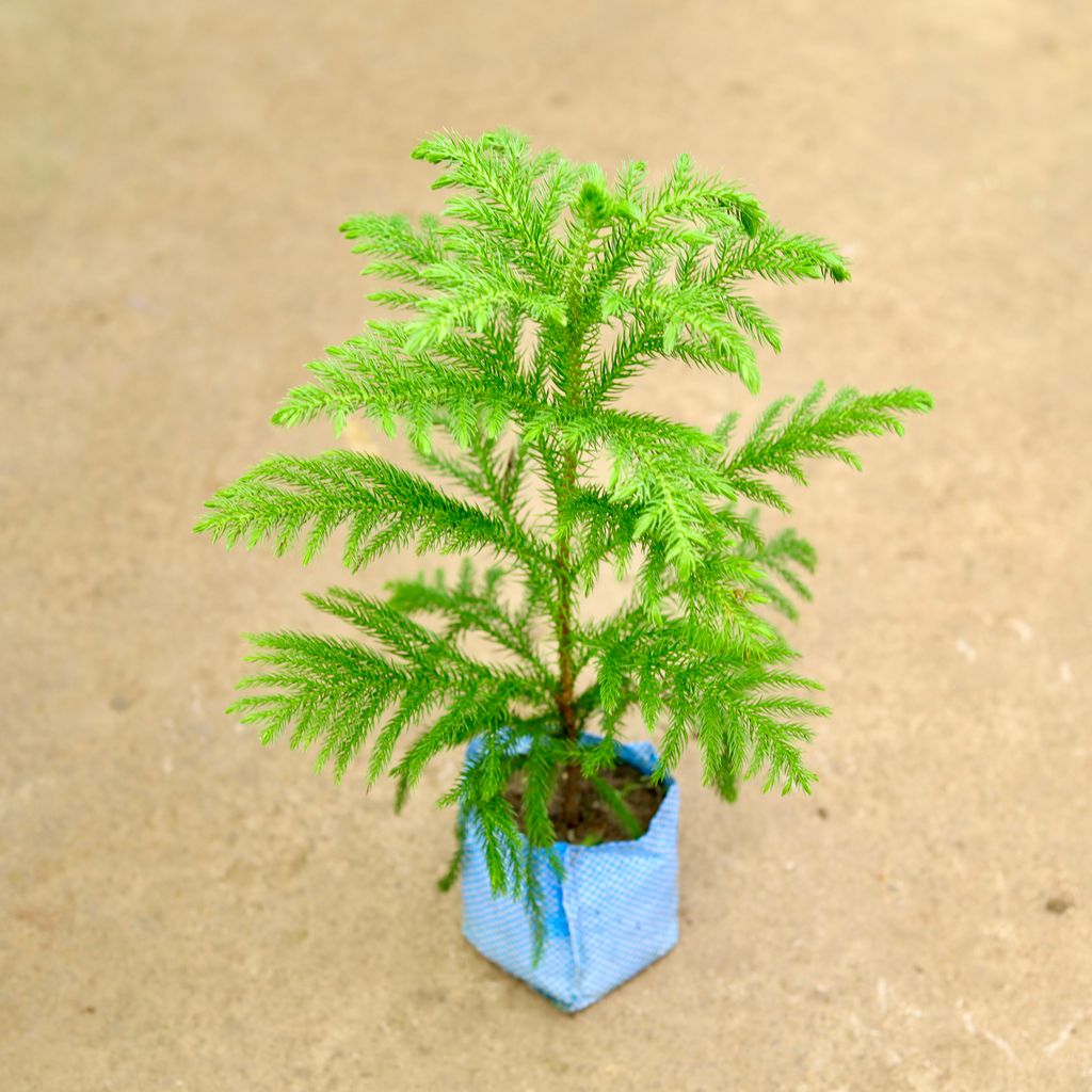 Araucaria / Christmas Tree in 4 Inch Nursery Bag