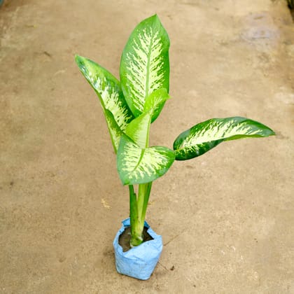 Buy Dieffenbachia in 8 Inch Nursery Bag Online | Urvann.com