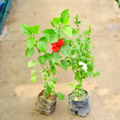 Buy Set of 2 - Hibiscus - Red & White in 8 Inch Nursery Bag Online | Urvann.com