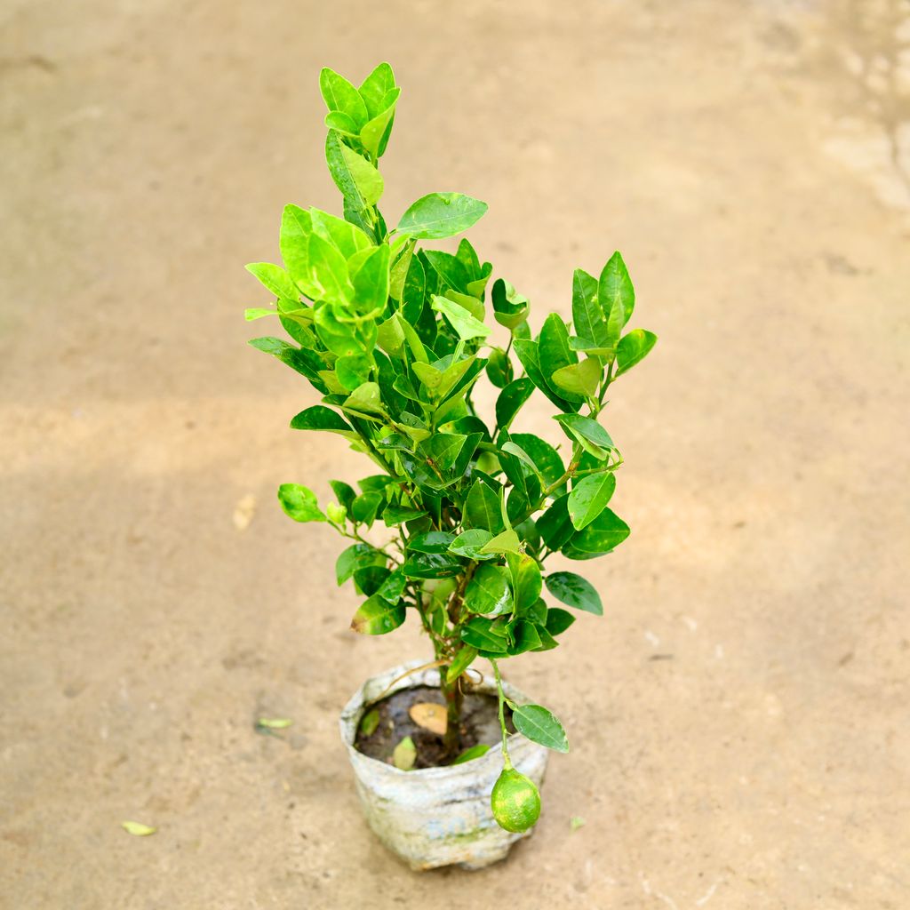 Nimbu / Lemon Plant  in 8 Inch Nursery Bag