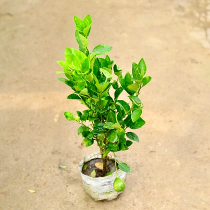 Buy Nimbu / Lemon Plant  in 8 Inch Nursery Bag Online | Urvann.com