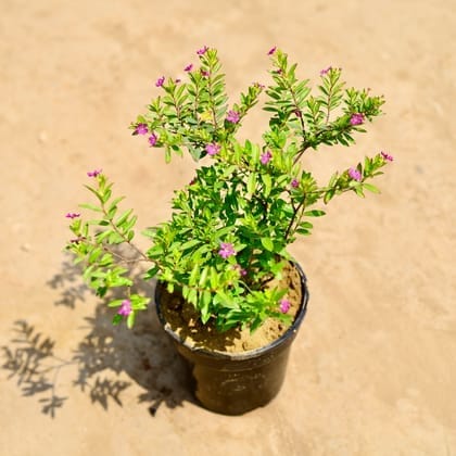 Cuphea (any colour) in 6 Inch Nursery Pot