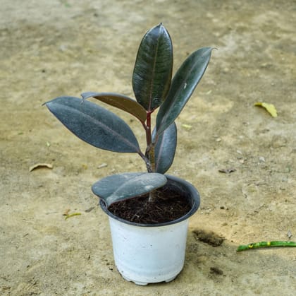 Buy Rubber Black in 3 Inch Nursery Pot Online | Urvann.com