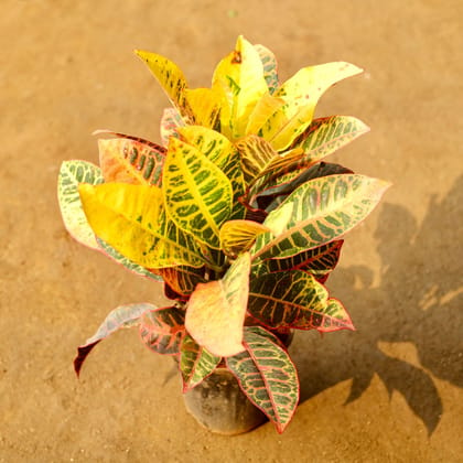 Buy Croton Petra in 6 Inch Nursery Pot Online | Urvann.com