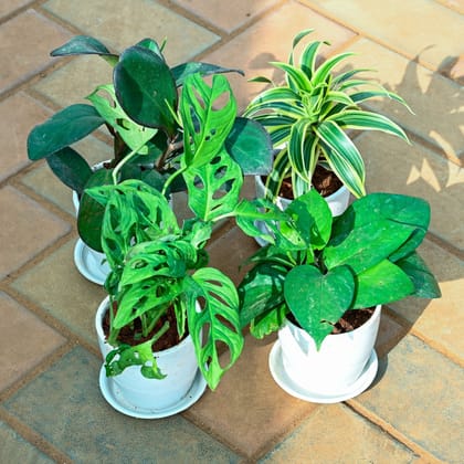 Buy Set of 4 - Money Plant Green, Monstera Broken Heart, Song of India & Peperomia Black in 4 Inch Classy White Cup Ceramic Pot with Tray Online | Urvann.com