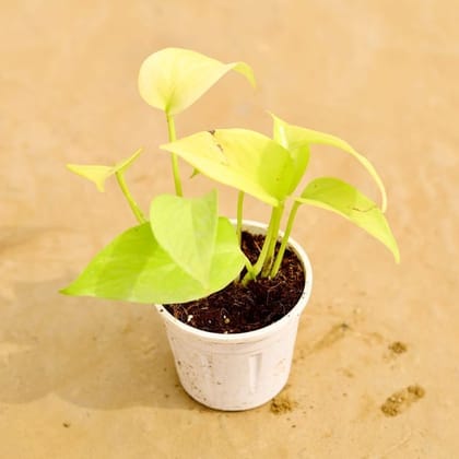 Golden Money Plant in 4 Inch Nursery Pot