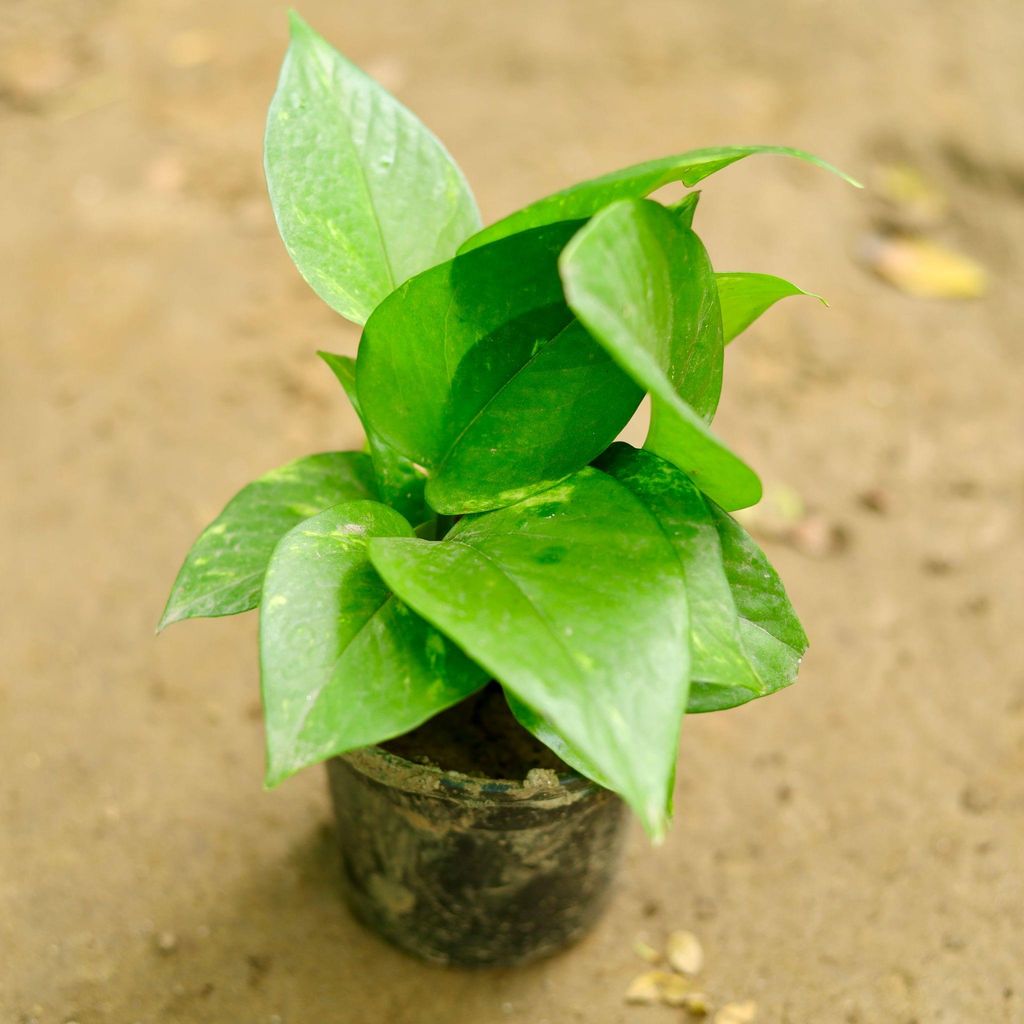 Money Plant Green in 4 Inch Nursery Pot